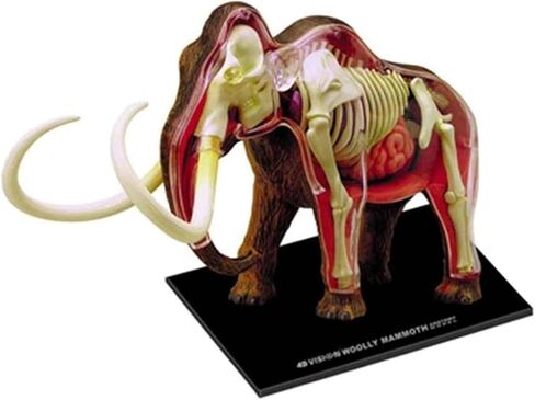 4D Elephant Anatomy Model, Capable of disassembling 30 Organ Skeletons, Suitable for Medical Education in Saudi Arabia