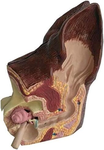 Canine Ear Model Double Sided Dog Anatomy Normal Healthy and Infected Pathological Home Veterinary Equipment Teaching in Saudi Arabia