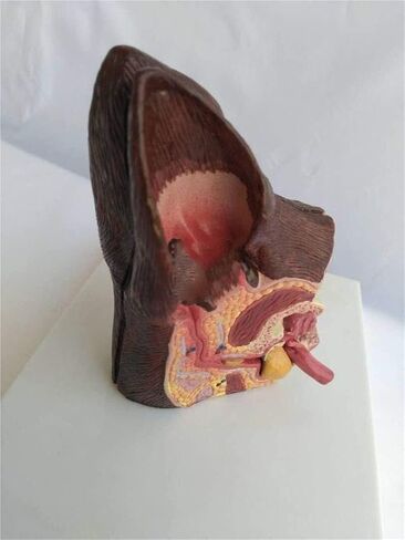 Canine Ear Model Double Sided Dog Anatomy Normal Healthy and Infected Pathological Home Veterinary Equipment Teaching in Saudi Arabia