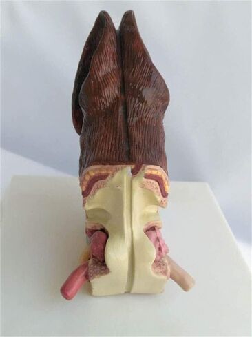 Canine Ear Model Double Sided Dog Anatomy Normal Healthy and Infected Pathological Home Veterinary Equipment Teaching in Saudi Arabia