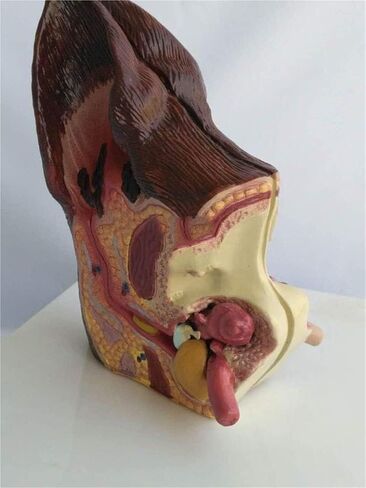 Canine Ear Model Double Sided Dog Anatomy Normal Healthy and Infected Pathological Home Veterinary Equipment Teaching in Saudi Arabia
