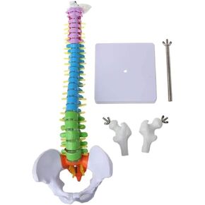 Miniature Human Spine Model Colorful Anatomy with Vertebrae, Spinal Nerves, Lumbar and Pelvis in Kuwait