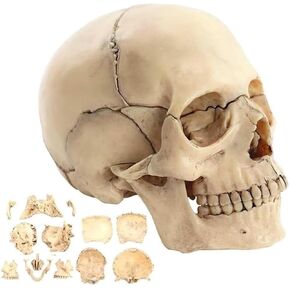 Description Anatomy Skull Model for Learning 1:2 PVC with 15 Assembled Parts and Skeleton Manual and Accurate Details in Kuwait