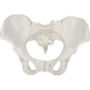 Male Pelvic Bone Model, Hip Joint, Used in Anatomy Medicine, Research in Kuwait