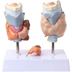 Anatomy Models, Thyroid Pathology, Medical Education Teaching Aids in Kuwait