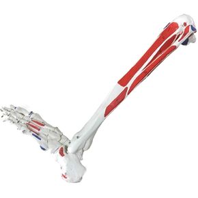 Human Leg Skeleton Model, Life-Size Lower Limb, Simulated Foot, PVC Material in Kuwait