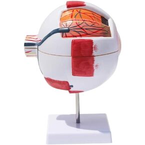 Human Eye Model -6X Magnification, Detachable 7 Components for Medical Analysis and Research Teaching Aids in Kuwait