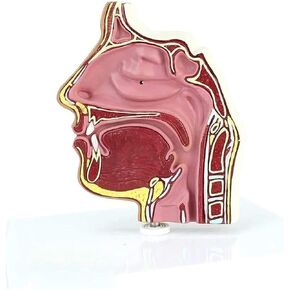 Cavity Anatomy Model Endoscopic Puncture for Science Classroom Learning Display Teaching in Kuwait