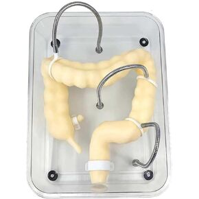 Soft Virtual Colonoscopy Training Model, Medical Colon, Suitable for Nursing in Kuwait
