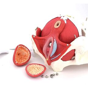Female Abdominal Anatomy Model with Muscle Organs-Female Pelvis-Pelvic Model-Skeletal Pelvis in Kuwait