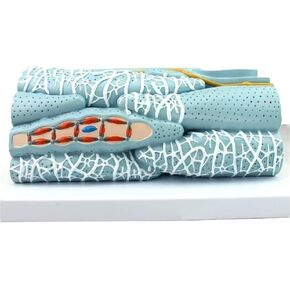 Anatomical Models, Smooth Muscle Tissue, and Visceral Organs are Used to Demonstrate Teaching in Kuwait