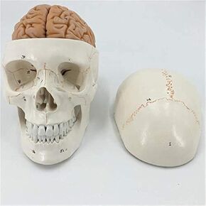 Life-Size Numbered Skull with Brain Model Anatomy Skeleton Veterinary Science Exploded in Kuwait
