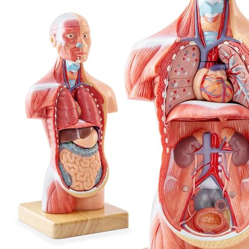 Human Body Model for Anatomy Study, 15 Part 11'' Human Torso Model with Removable Organs Brain Lung Stomach Heart for Medical Student Lab & Classroom Use in Saudi Arabia