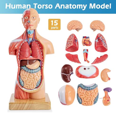 Human Body Model for Anatomy Study, 15 Part 11'' Human Torso Model with Removable Organs Brain Lung Stomach Heart for Medical Student Lab & Classroom Use in Saudi Arabia