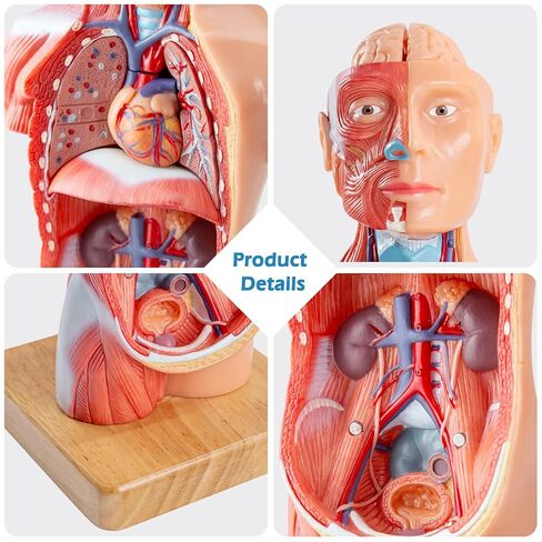 Human Body Model for Anatomy Study, 15 Part 11'' Human Torso Model with Removable Organs Brain Lung Stomach Heart for Medical Student Lab & Classroom Use in Saudi Arabia