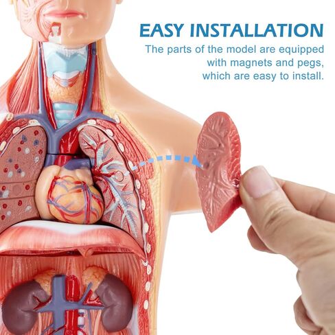 Human Body Model for Anatomy Study, 15 Part 11'' Human Torso Model with Removable Organs Brain Lung Stomach Heart for Medical Student Lab & Classroom Use in Saudi Arabia