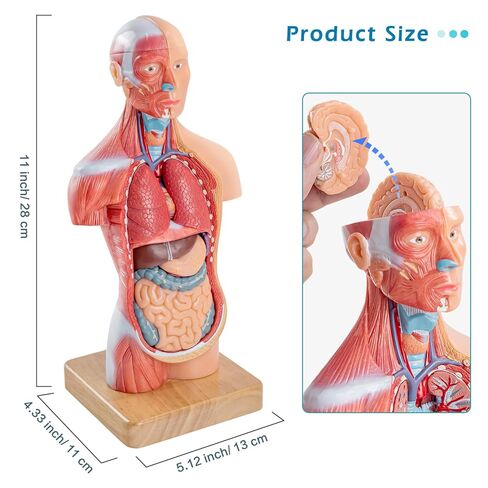 Human Body Model for Anatomy Study, 15 Part 11'' Human Torso Model with Removable Organs Brain Lung Stomach Heart for Medical Student Lab & Classroom Use in Saudi Arabia