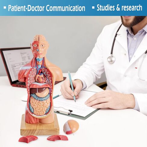 Human Body Model for Anatomy Study, 15 Part 11'' Human Torso Model with Removable Organs Brain Lung Stomach Heart for Medical Student Lab & Classroom Use in Saudi Arabia