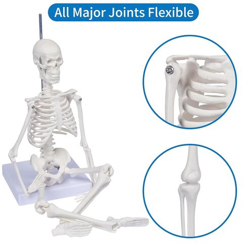 نموذج الهيكل العظمي البشري للتشريح: نموذج جسم بشري صغير بطول 17 بوصة ارتفاع بأذرع وأرجل متحركة وحامل قوي، نموذج عظمة علمية للتعليم والعرض البسيط in Kuwait