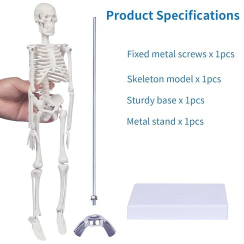 نموذج الهيكل العظمي البشري للتشريح: نموذج جسم بشري صغير بطول 17 بوصة ارتفاع بأذرع وأرجل متحركة وحامل قوي، نموذج عظمة علمية للتعليم والعرض البسيط in Kuwait