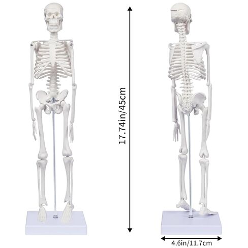 نموذج الهيكل العظمي البشري للتشريح: نموذج جسم بشري صغير بطول 17 بوصة ارتفاع بأذرع وأرجل متحركة وحامل قوي، نموذج عظمة علمية للتعليم والعرض البسيط in Kuwait
