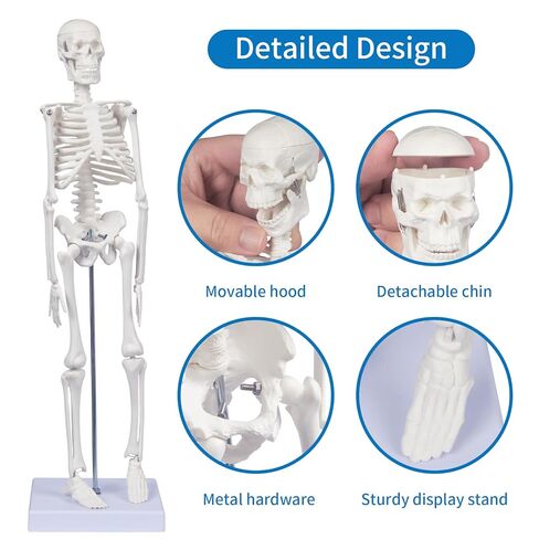نموذج الهيكل العظمي البشري للتشريح: نموذج جسم بشري صغير بطول 17 بوصة ارتفاع بأذرع وأرجل متحركة وحامل قوي، نموذج عظمة علمية للتعليم والعرض البسيط in Kuwait