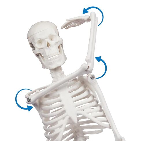 نموذج الهيكل العظمي البشري للتشريح: نموذج جسم بشري صغير بطول 17 بوصة ارتفاع بأذرع وأرجل متحركة وحامل قوي، نموذج عظمة علمية للتعليم والعرض البسيط in Kuwait
