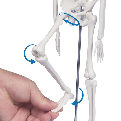 نموذج الهيكل العظمي البشري للتشريح: نموذج جسم بشري صغير بطول 17 بوصة ارتفاع بأذرع وأرجل متحركة وحامل قوي، نموذج عظمة علمية للتعليم والعرض البسيط in Kuwait