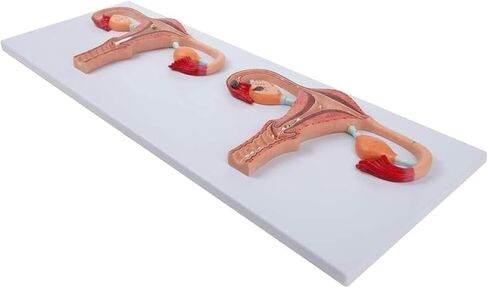 Anatomical Fertilization Process Model, Cross-Section of Female Reproductive Organs in Kuwait