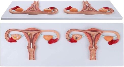 Anatomical Fertilization Process Model, Cross-Section of Female Reproductive Organs in Kuwait