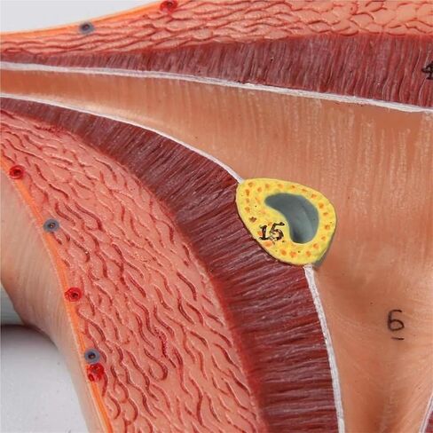 Anatomical Fertilization Process Model, Cross-Section of Female Reproductive Organs in Kuwait