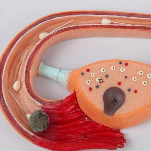 Anatomical Fertilization Process Model, Cross-Section of Female Reproductive Organs in Kuwait
