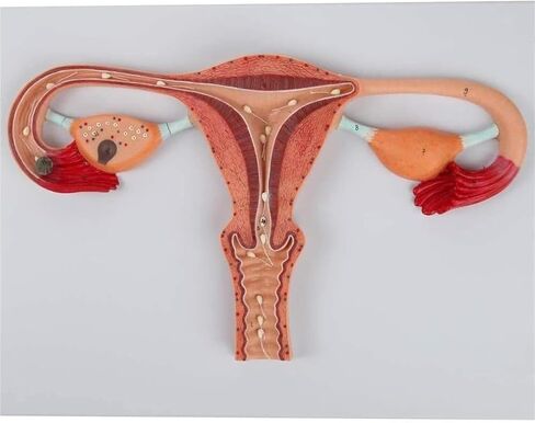 Anatomical Fertilization Process Model, Cross-Section of Female Reproductive Organs in Kuwait