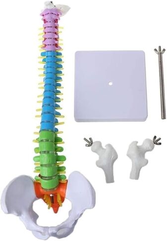 Miniature Human Spine Model Colorful Anatomy with Vertebrae, Spinal Nerves, Lumbar and Pelvis in Kuwait