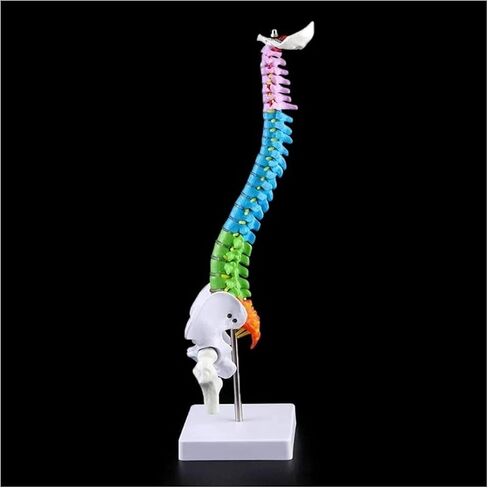 Miniature Human Spine Model Colorful Anatomy with Vertebrae, Spinal Nerves, Lumbar and Pelvis in Kuwait