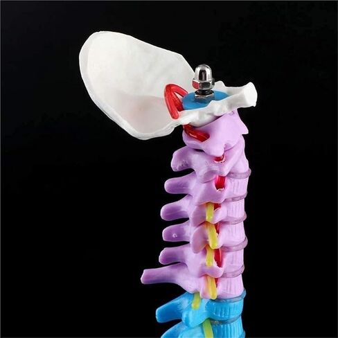 Miniature Human Spine Model Colorful Anatomy with Vertebrae, Spinal Nerves, Lumbar and Pelvis in Kuwait