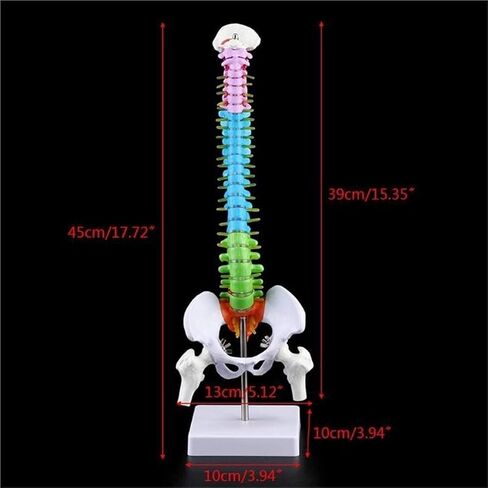 Miniature Human Spine Model Colorful Anatomy with Vertebrae, Spinal Nerves, Lumbar and Pelvis in Kuwait