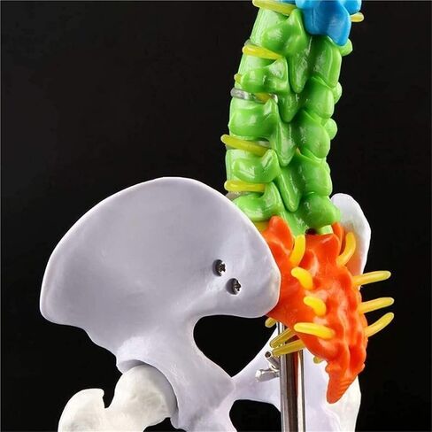 Miniature Human Spine Model Colorful Anatomy with Vertebrae, Spinal Nerves, Lumbar and Pelvis in Kuwait