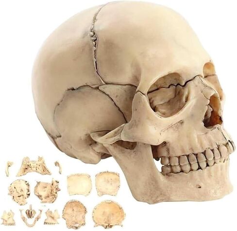 Description Anatomy Skull Model for Learning 1:2 PVC with 15 Assembled Parts and Skeleton Manual and Accurate Details in Kuwait