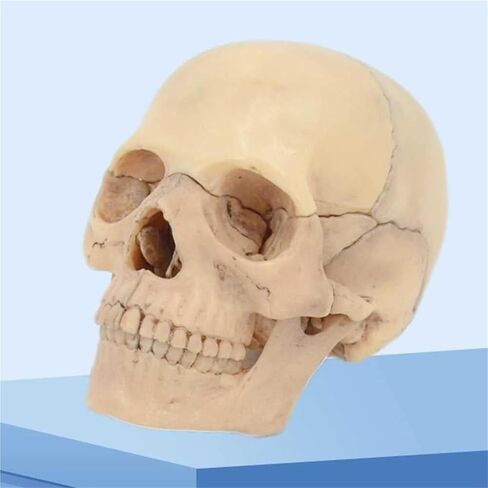 Description Anatomy Skull Model for Learning 1:2 PVC with 15 Assembled Parts and Skeleton Manual and Accurate Details in Kuwait