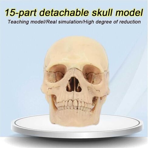 Description Anatomy Skull Model for Learning 1:2 PVC with 15 Assembled Parts and Skeleton Manual and Accurate Details in Kuwait