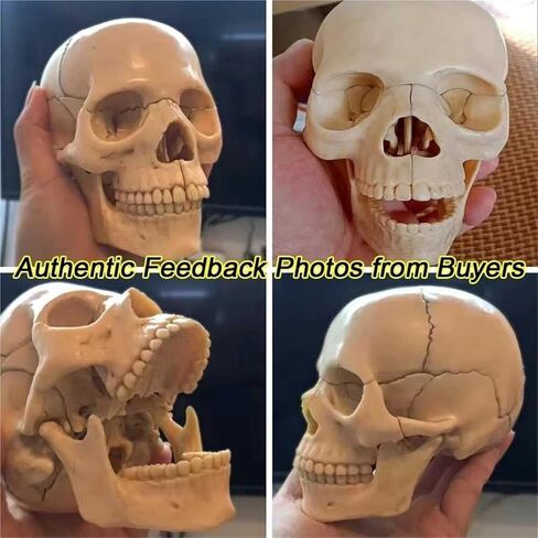 Description Anatomy Skull Model for Learning 1:2 PVC with 15 Assembled Parts and Skeleton Manual and Accurate Details in Kuwait