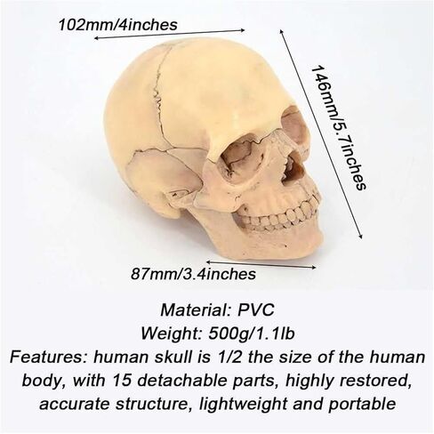 Description Anatomy Skull Model for Learning 1:2 PVC with 15 Assembled Parts and Skeleton Manual and Accurate Details in Kuwait