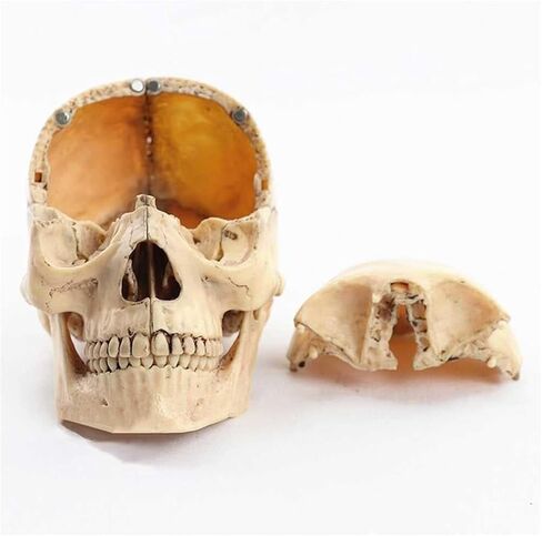 Description Anatomy Skull Model for Learning 1:2 PVC with 15 Assembled Parts and Skeleton Manual and Accurate Details in Kuwait