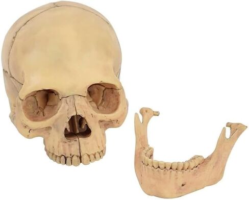 Description Anatomy Skull Model for Learning 1:2 PVC with 15 Assembled Parts and Skeleton Manual and Accurate Details in Kuwait
