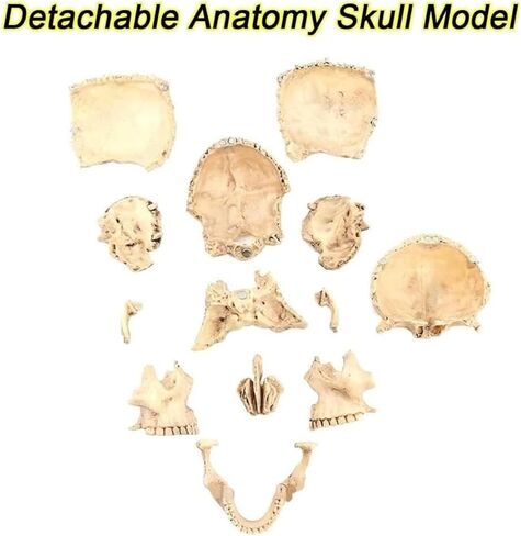 Description Anatomy Skull Model for Learning 1:2 PVC with 15 Assembled Parts and Skeleton Manual and Accurate Details in Kuwait