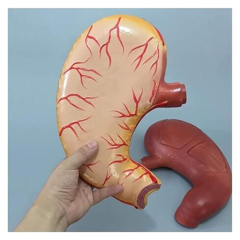 Gastric Anatomy Model, Used As A Teaching Tool for Mucosal Esophageal Digestive System in Kuwait
