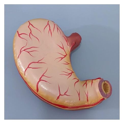 Gastric Anatomy Model, Used As A Teaching Tool for Mucosal Esophageal Digestive System in Kuwait