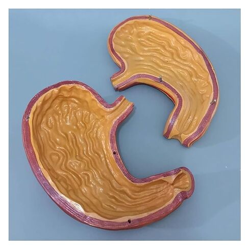 Gastric Anatomy Model, Used As A Teaching Tool for Mucosal Esophageal Digestive System in Kuwait