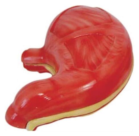 Gastric Anatomy Model, Used As A Teaching Tool for Mucosal Esophageal Digestive System in Kuwait
